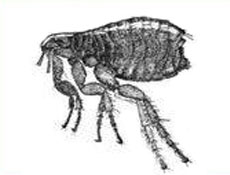 Rat Flea